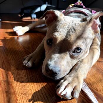 Pit Bull Terrier Dogs Available for Adoption - Teenie | PetCurious