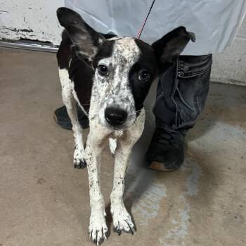 Cinco -  Australian Cattle Dog Blue Heeler and Mixed Breed Dog for Adoption in Edinburg, Texas - Cinco | PetCurious