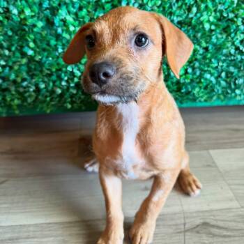 Cheese ball -  American Bully and Terrier Dog for Adoption in Las Vegas, Nevada - Cheese Ball | PetCurious