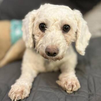 Rescue Poodle Dogs for Adoption in Houston, Texas - SophieAnn Grace | PetCurious