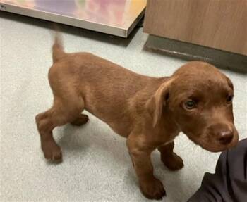 ROCKY -  Labrador Retriever and Pit Bull Terrier Dog for Adoption in Baytown, Texas - ROCKY | PetCurious