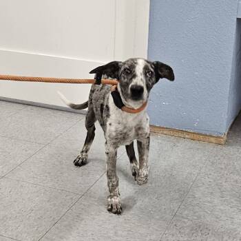 Rescue Australian Cattle Dog Blue Heeler and Mixed Breed Dogs for Adoption in Manalapan Township, New Jersey - Athena | PetCurious