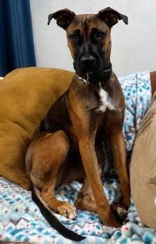 Lady -  Pit Bull Terrier and Belgian Shepherd Malinois Dog for Adoption in Midway, Utah - Lady | PetCurious