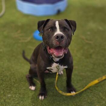 Pit Bull Terrier Dogs Available for Adoption in Las Vegas, Nevada - MURDOCK | PetCurious