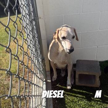 Rescue Mixed Breed Dogs for Adoption in Loxahatchee Groves, Florida - Diesel | PetCurious