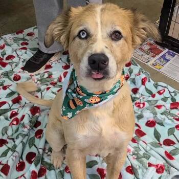 Australian Shepherd and Golden Retriever Dogs Available for Adoption - Han Solo | PetCurious