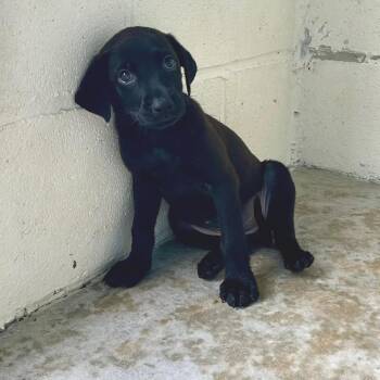 Cappuccino 3086 -  Black Labrador Retriever Dog for Adoption in Loxahatchee Groves, Florida - Cappuccino 3086 | PetCurious