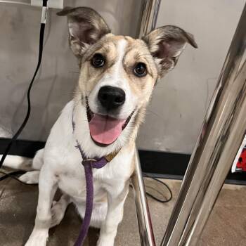 Hunny -  Shepherd and Mixed Breed Dog for Adoption in Washburn, Missouri - Hunny | PetCurious