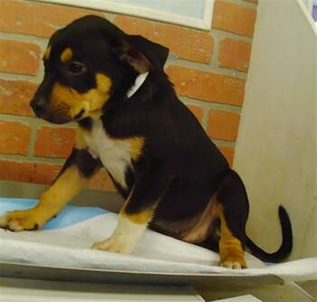 A2092908 -  German Shepherd Dog and Staffordshire Bull Terrier Dog for Adoption in Houston, Texas - A2092908 | PetCurious