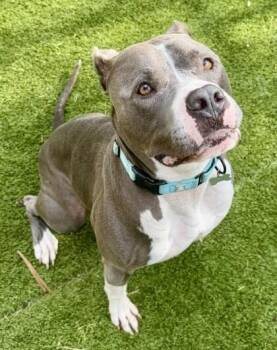 American Staffordshire Terrier and Mixed Breed Dogs Available for Adoption in Houston, Texas - Hailo | PetCurious