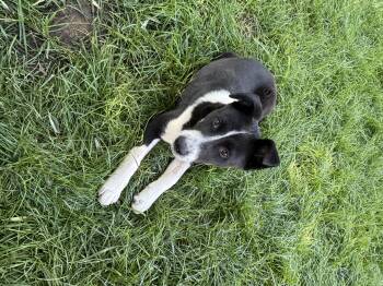 Rescue Border Collie Dogs for Adoption in Sonora, California - River | PetCurious