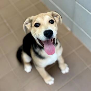 Mixed Breed Dogs Available for Adoption in New York, New York - Bennett | PetCurious