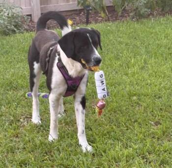 Wemby -  Border Collie and Black Labrador Retriever Dog for Adoption in Boston, Massachusetts - Wemby | PetCurious