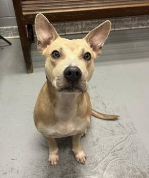 Clarice -  Pit Bull Terrier Dog for Adoption in Lafayette, Indiana - Clarice | PetCurious