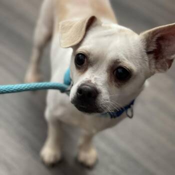 Mixed Breed Dogs Available for Adoption - Milito | PetCurious