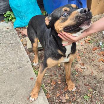 Mixed Breed Dogs Available for Adoption in Columbus, Georgia - Bo | PetCurious