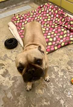 Auggie -  French Bulldog Dog for Adoption in Minot, North Dakota - Auggie | PetCurious