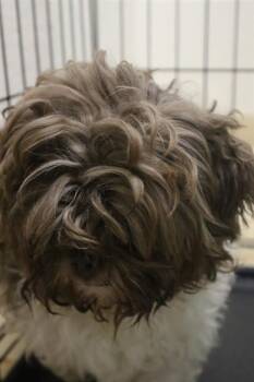 Mixed Breed Dogs Available for Adoption in Columbia, South Carolina - ANNIE | PetCurious