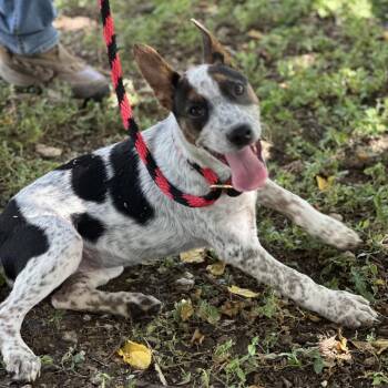 Molly -  Australian Cattle Dog Blue Heeler and Mixed Breed Dog for Adoption in Hagerstown, Maryland - Molly | PetCurious