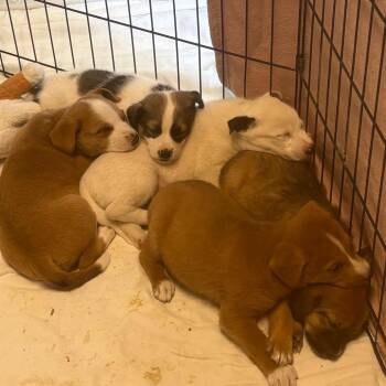 Quince -  Shepherd and Mixed Breed Dog for Adoption in Flagstaff, Arizona - Quince | PetCurious