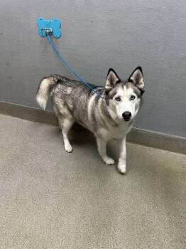 Siberian Husky Dogs Available for Adoption in Las Vegas, Nevada - REY | PetCurious