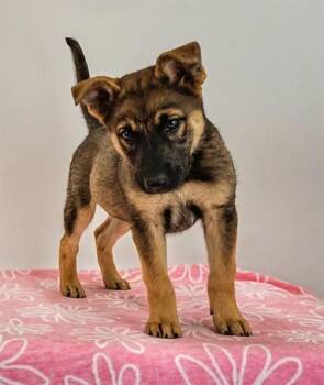 German Shepherd Dog Dogs Available for Adoption - DELIA | PetCurious