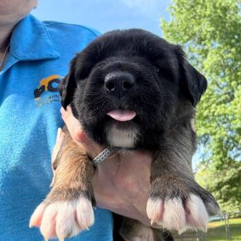 Labrador Retriever and Mixed Breed Dogs Available for Adoption in Normal, Illinois - Ettason | PetCurious