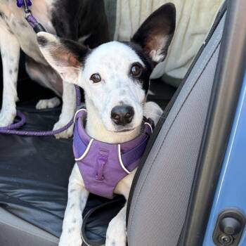 Bandit -  Border Collie and Mixed Breed Dog for Adoption in Fresno, California - Bandit | PetCurious