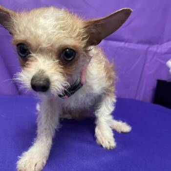 Terrier and Mixed Breed Dogs Available for Adoption - Parmesan | PetCurious