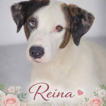 Mixed Breed Dogs Available for Adoption in Ladonia, Texas - Puppies! Coming Soon! | PetCurious