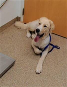 NACHO -  Great Pyrenees and Mixed Breed Dog for Adoption in Albuquerque, New Mexico - NACHO | PetCurious