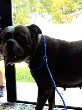 CUPCAKE -  Boxer and Mixed Breed Dog for Adoption in Doral, Florida - CUPCAKE | PetCurious