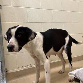 Rescue Mixed Breed Dogs for Adoption in Asheville, North Carolina - Winter | PetCurious