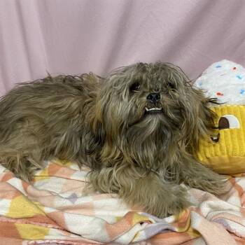 KAI -  Shih Tzu and Mixed Breed Dog for Adoption in Modesto, California - KAI | PetCurious