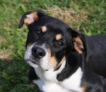 Rescue Mixed Breed Dogs for Adoption in Charles Town, West Virginia - Cody | PetCurious