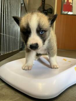 JACK* -  German Shepherd Dog and Mixed Breed Dog for Adoption in Santa Cruz, California - JACK* | PetCurious