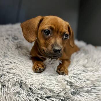 Jam -  Rat Terrier Dog for Adoption in Seguin, Texas - Jam | PetCurious