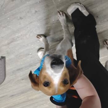 Rescue Mixed Breed and Hound Dogs for Adoption in Summerville, South Carolina - Cooper | PetCurious