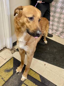 Mixed Breed Dogs Available for Adoption in Washington Court House, Ohio - Sergeant | PetCurious