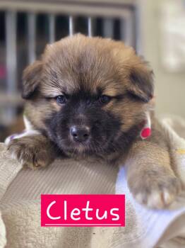 Cletus -  Siberian Husky and German Shepherd Dog Dog for Adoption in Walthill, Nebraska - Cletus | PetCurious