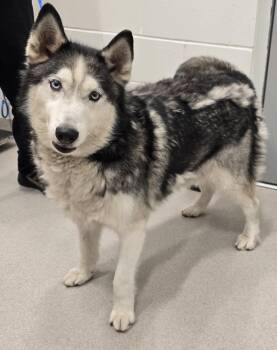 26-305 Toby -  Siberian Husky Dog for Adoption in Lindenhurst, New York - 26-305 Toby | PetCurious