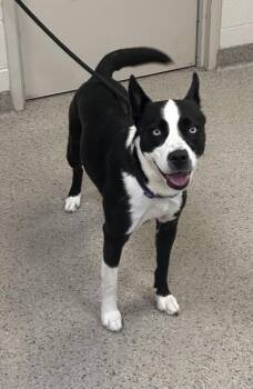 Laila -  Siberian Husky and Mixed Breed Dog for Adoption in Fishers, Indiana - Laila | PetCurious