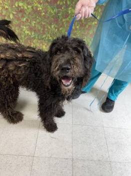 Standard Poodle and Mixed Breed Dogs Available for Adoption in San Antonio, Texas - Cactus | PetCurious