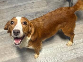 Jessie -  Beagle Dog for Adoption in Scottsburg, Indiana - Jessie | PetCurious