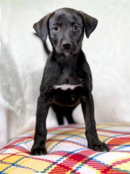 Labrador Retriever and Mixed Breed Dogs Available for Adoption in Savage, Minnesota - Wizard Of Oz - Dorothy | PetCurious