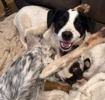 Australian Cattle Dog Blue Heeler Dogs Available for Adoption - Titan Tansy | PetCurious