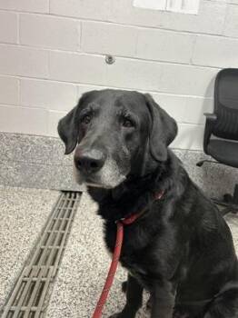 Roy -  Retriever and Mixed Breed Dog for Adoption in West Chester, Pennsylvania - Roy | PetCurious