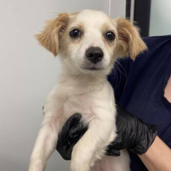 Dachshund and Chihuahua Dogs Available for Adoption - Dory | PetCurious