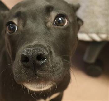 Rescue Mixed Breed Dogs for Adoption in Columbia, South Carolina - POTION | PetCurious