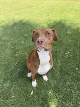 Princess - 2 -  Pit Bull Terrier and Mixed Breed Dog for Adoption in Daytona Beach, Florida - Princess - 2 | PetCurious
